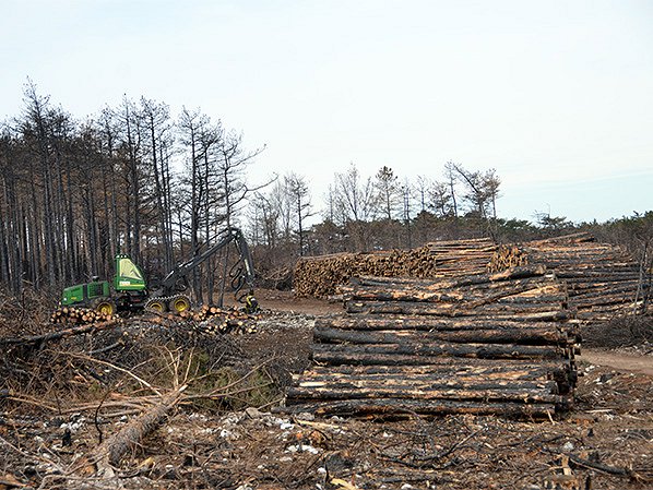 Skladiščenja lesa pri sanaciji velikih poškodb