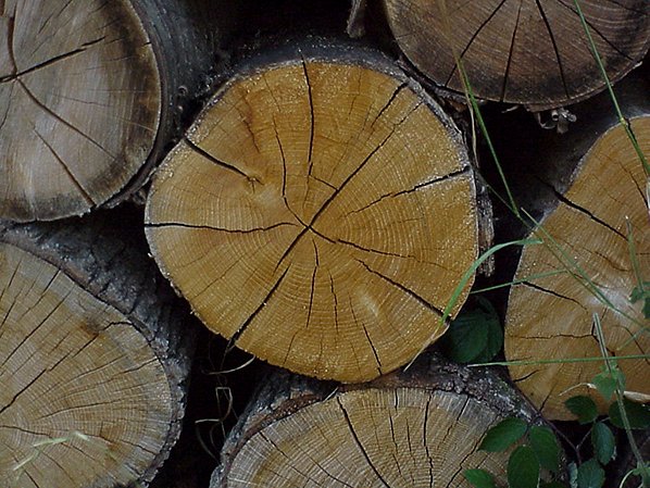 Vpliv ujm na kakovost lesa