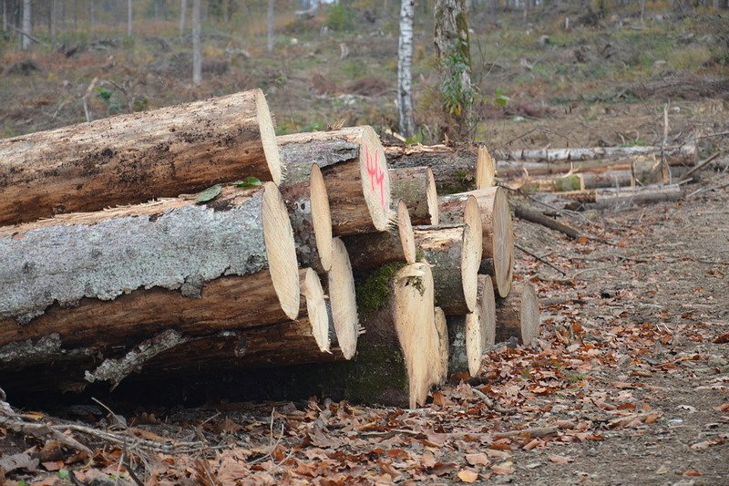 Cene gozdnih lesnih sortimentov na slovenskem trgu v FEBRUARJU 2021