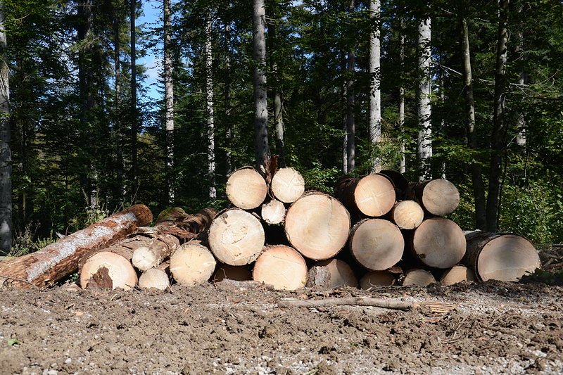 Cene gozdnih lesnih sortimentov na slovenskem trgu v DECEMBRU 2020