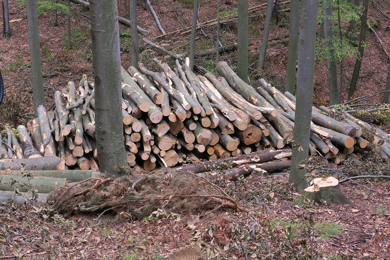 Cene gozdnih lesnih sortimentov na slovenskem trgu v NOVEMBRU 2020