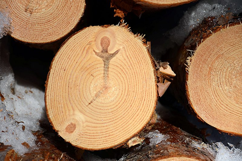 Odkupne cene lesa FEBRUAR 2018