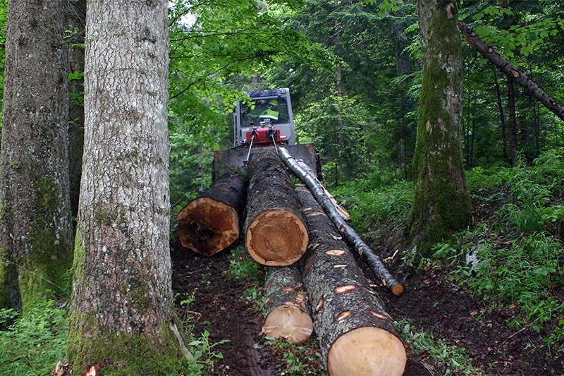 Cene sečnje in spravila lesa - jesen 2017