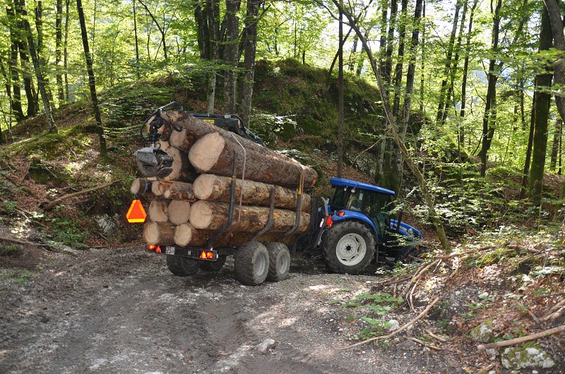 Cene gozdnih lesnih sortimentov na slovenskem trgu v AVGUSTU 2020 