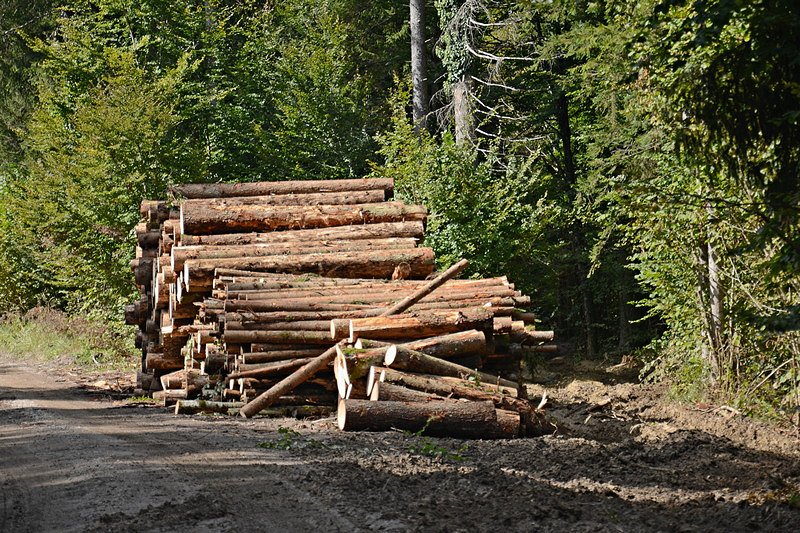 Cene gozdnih lesnih sortimentov na slovenskem trgu v JULIJU 2020