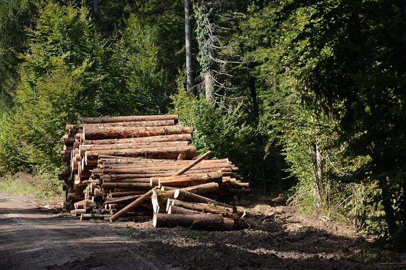 Trg gozdnih lesnih sortimentov v letu 2019 v številkah