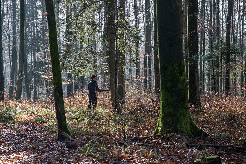 Meritve gostote lesa v slovenskih gozdovih