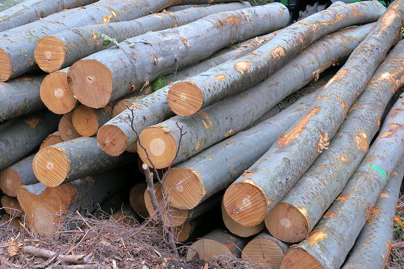 Cene gozdnih lesnih sortimentov na slovenskem trgu v februarju 2020