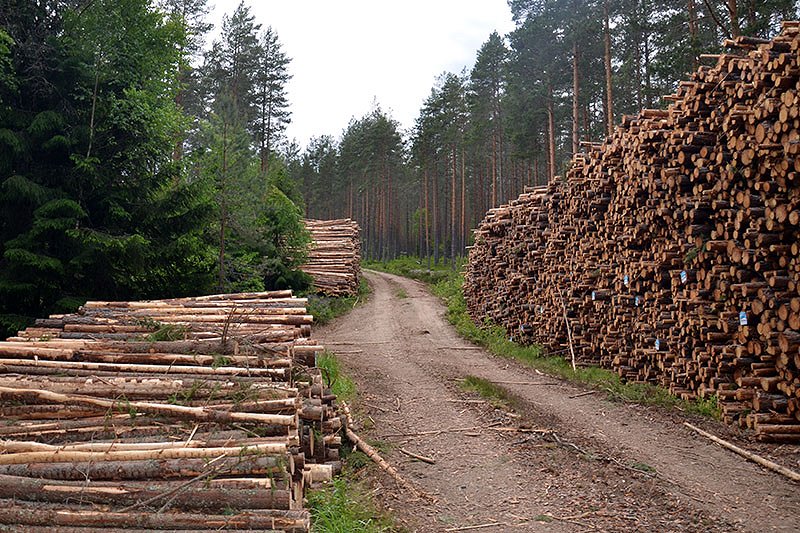 Spremembe cen na trgu gozdnih lesnih sortimentov