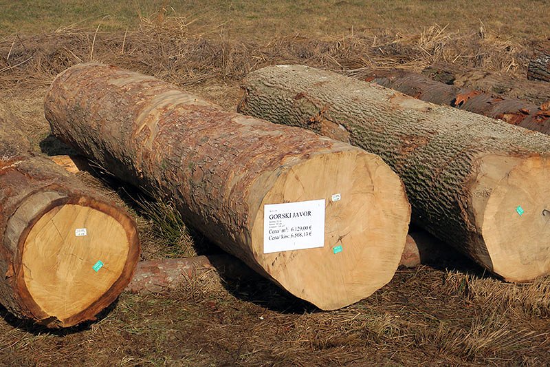 13. licitacija vrednejših sortimentov lesa v Slovenj Gradcu