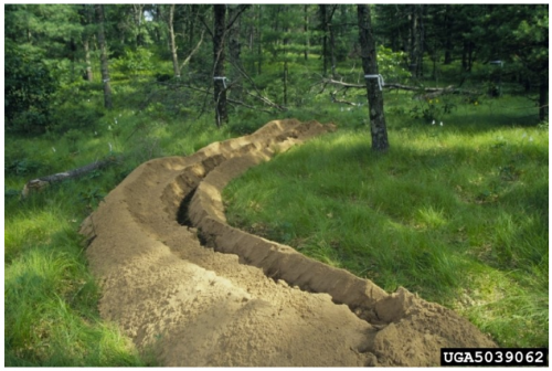 Slika 2: Jarki okoli okuženih dreves in odstranjevanje panjev ter izkop koreninskega sistema okuženih dreves so ukrepi, s katerimi v ZDA omejujejo širjenje hrastove uvelosti (foto: Joseph OBrien, USDA Forest Service, Bugwood.org)