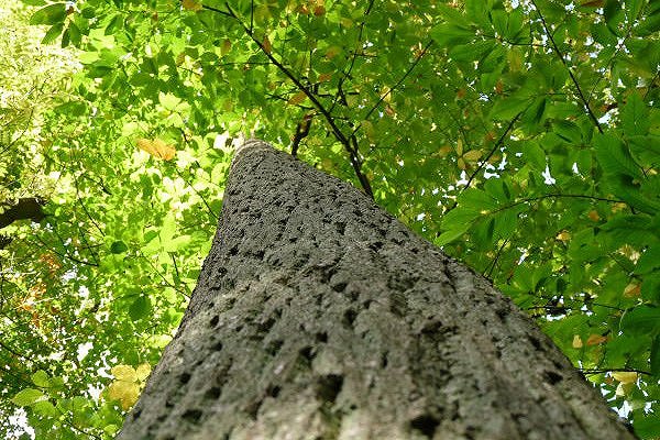 PEFC™ – Program za potrjevanje certifikacije gozdov