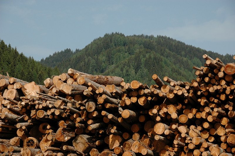 Cene gozdnih lesnih sortimentov na slovenskem trgu v AVGUSTU 2021