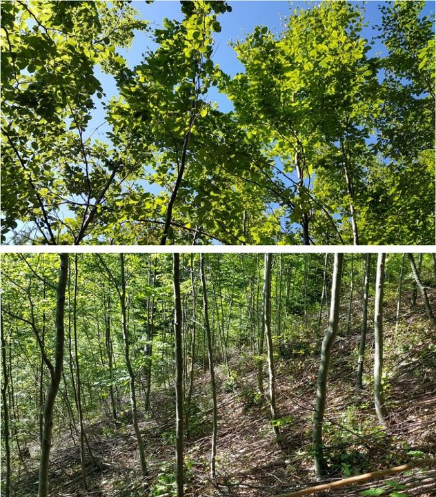 Slika 1: Zgoraj  –  pogled na pretrgan sklep krošenj v bukovem letvenjaku po izbiralnem redčenju, s čimer je značilno nazadovala kolektivna stabilnost sestoja. Spodaj – odstranjevanje podstojnih dreves pri izbiralnem redčenju, ki so pomembna zaradi ohranjanja <br />
gozdne mikroklime, varovanja gozdnih tal, čiščenja in varovanja debel izbrancev ter kot zasnova polnilne plasti (foto: Dušan Roženbergar).