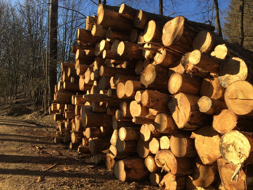 Cene gozdnih lesnih sortimentov na slovenskem trgu v NOVEMBRU 2021