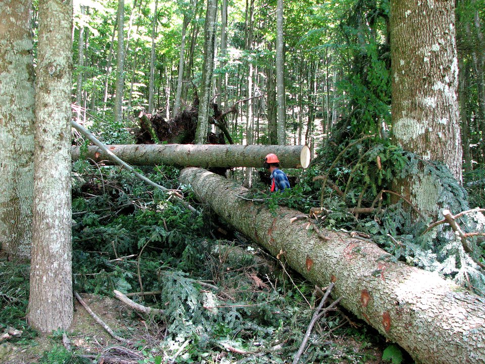 Kazalnik varnost in zdravje pri delu v gozdu