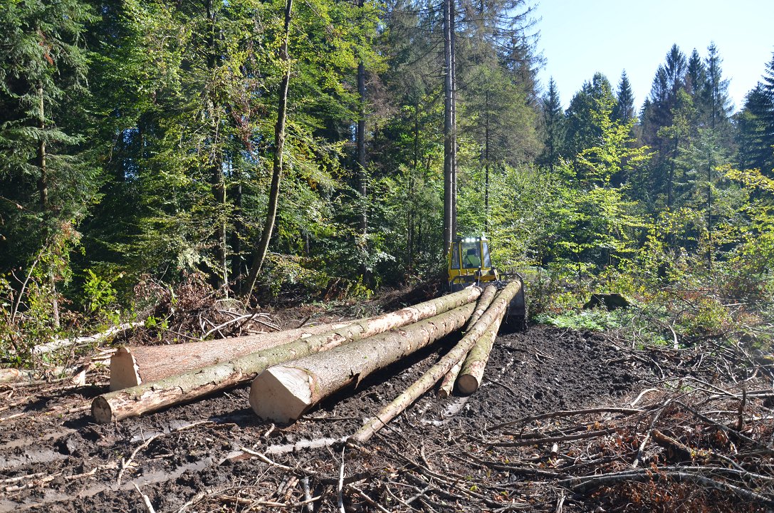 Proizvodnja gozdnih lesnih sortimentov v lanskem letu najnižja v zadnjih osmih letih