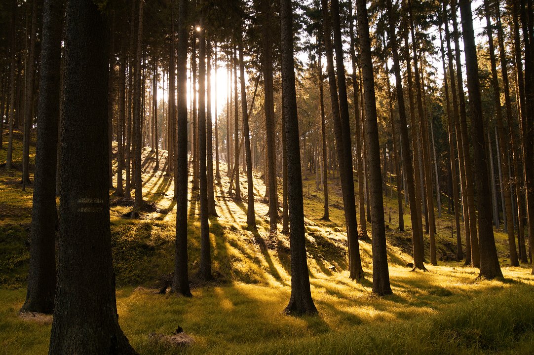 Češka: cene okroglega lesa najvišje v zadnjih 20 letih