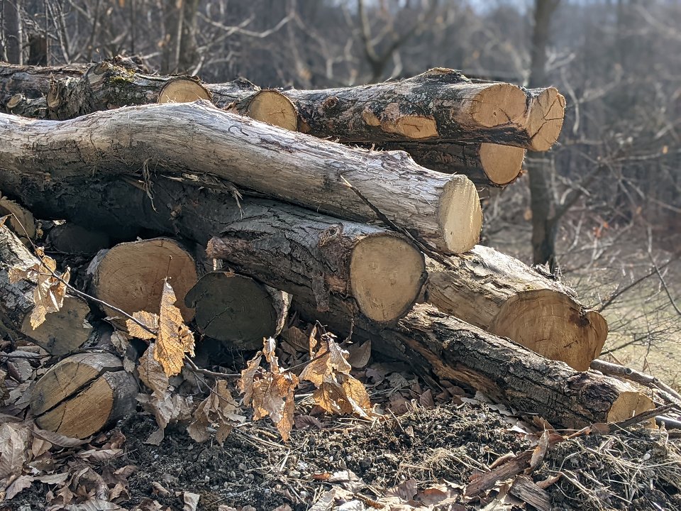 Cene gozdnih lesnih sortimentov na slovenskem trgu v MAJU 2022