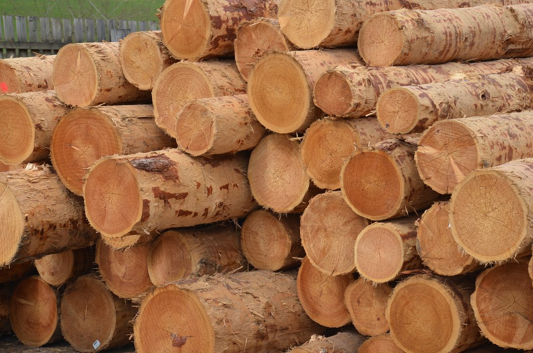 Cene gozdnih lesnih sortimentov na slovenskem trgu v AVGUSTU 2022