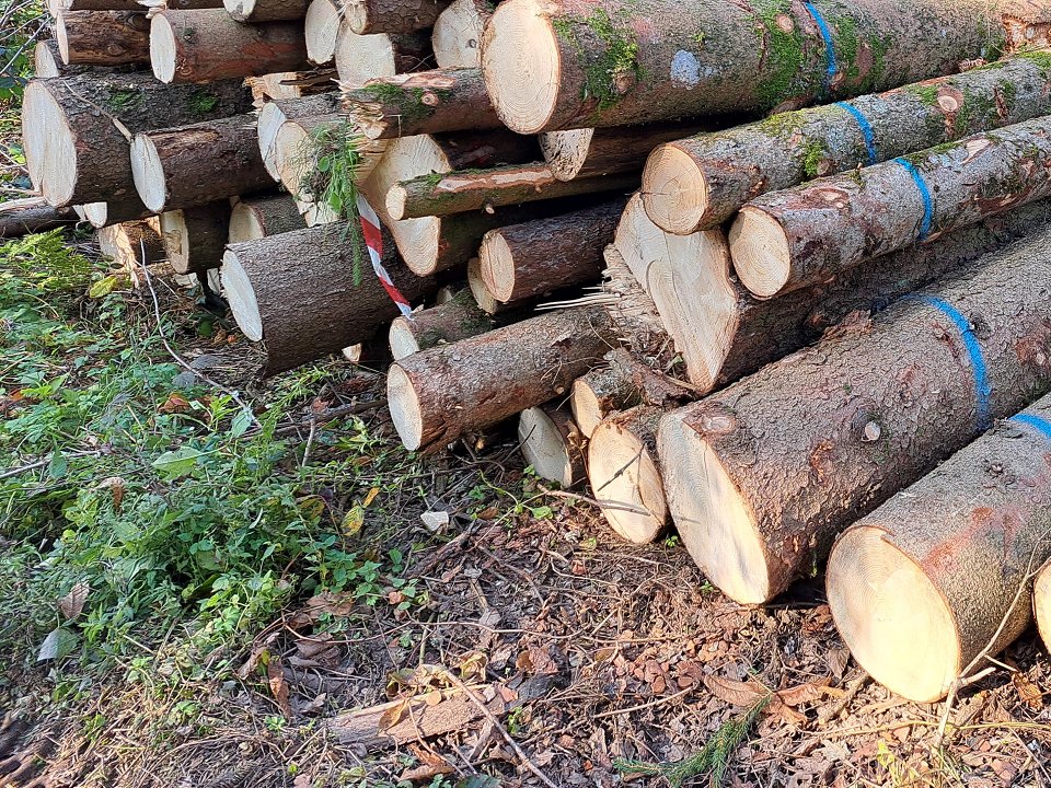 Cene gozdnih lesnih sortimentov na slovenskem trgu v NOVEMBRU 2022