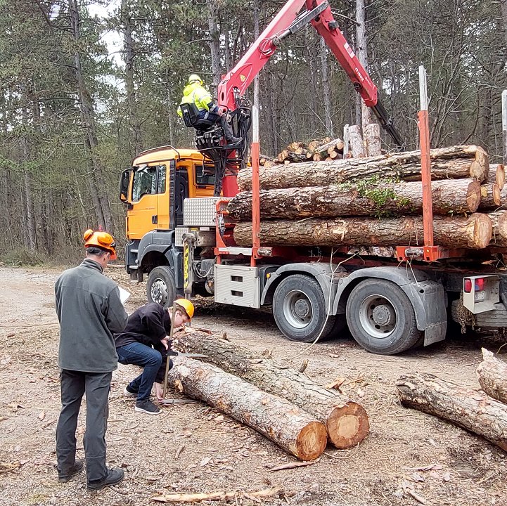 Merjenje in razvrščanje gozdnih lesnih sortimentov v Sloveniji