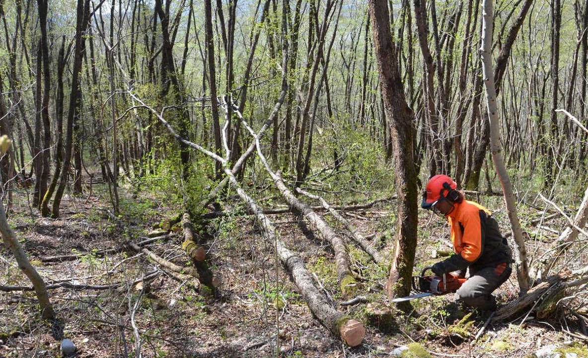 Sistem spremljanja nezgod pri gozdarstvu v Sloveniji v letu 2022