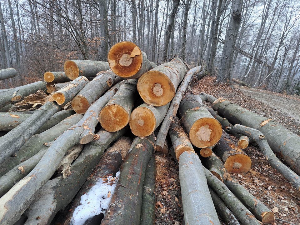 Cene gozdnih lesnih sortimentov iz zasebnih gozdov na slovenskem trgu v februarju 2023