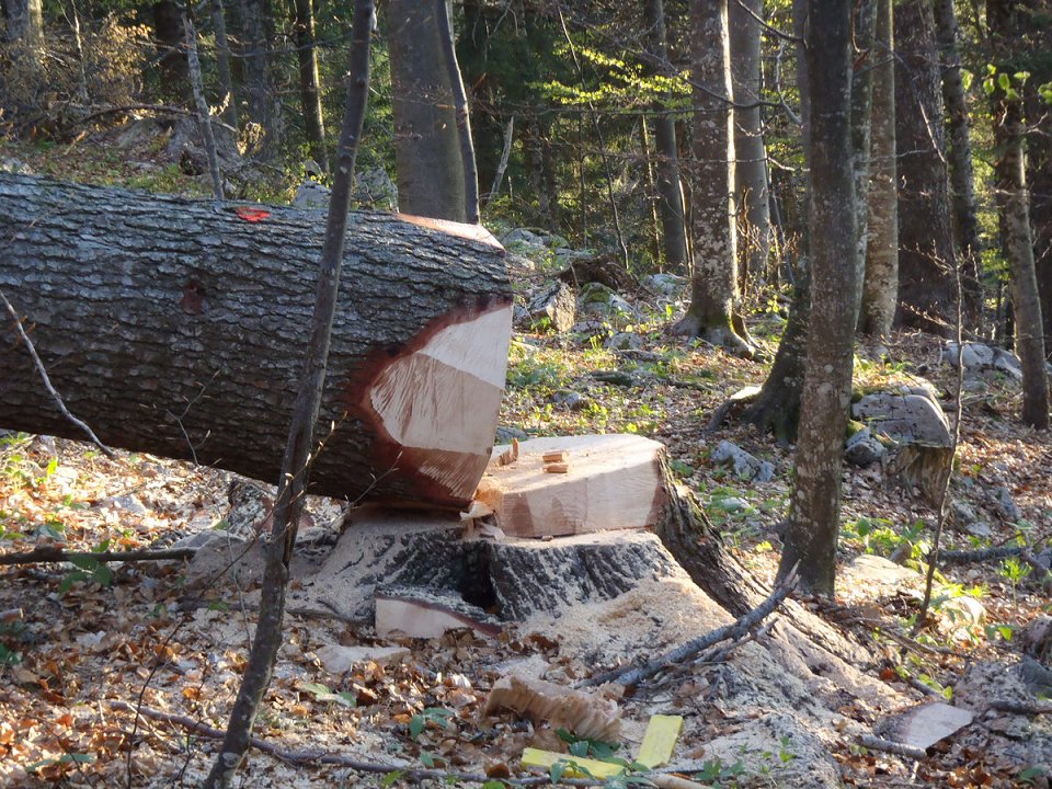 Slika Zaradi podlubnikov v 2022 proizvodnja gozdnih lesnih sortimentov nad 4 mio m3