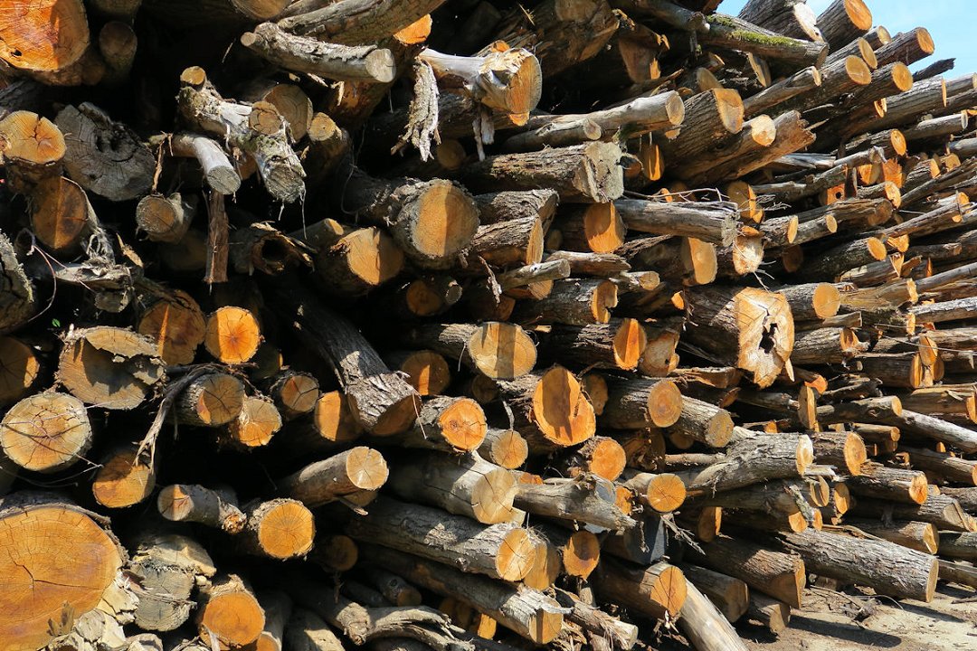 Cene gozdnih lesnih sortimentov iz zasebnih gozdov na slovenskem trgu v AVGUSTU 2023