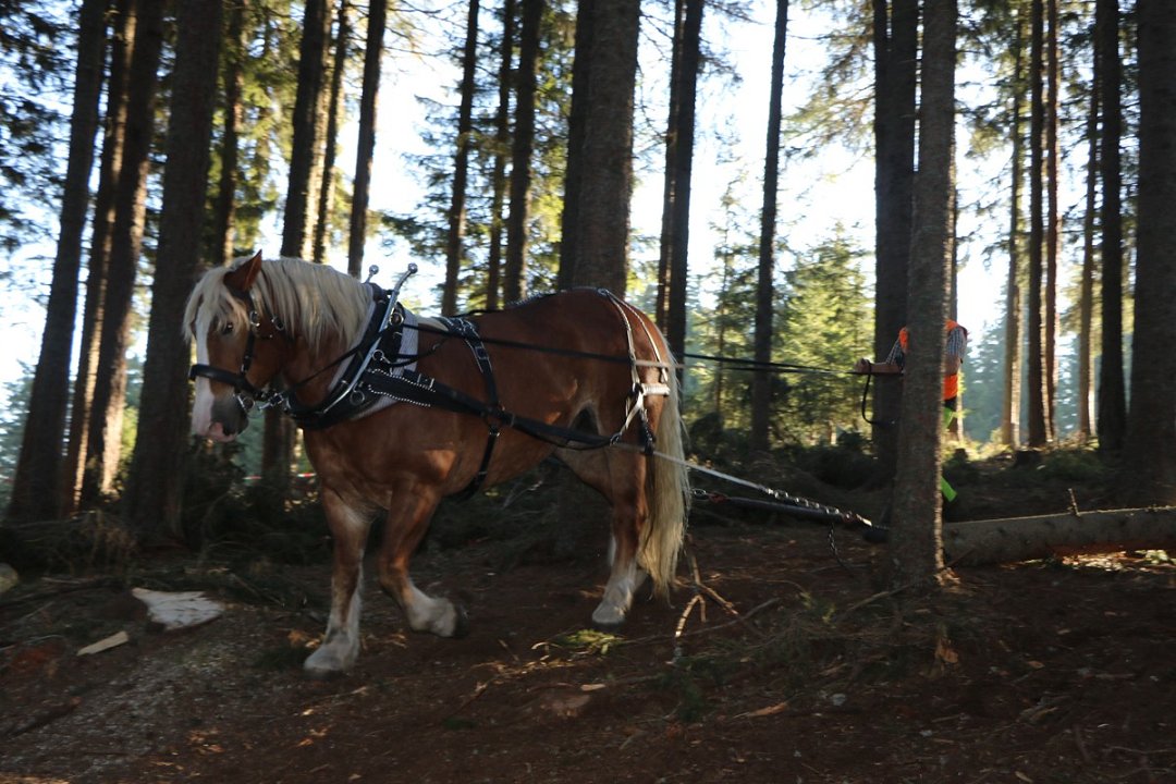 Slika 13: Prikaz konjskega spravila (foto: M. Dolenšek).