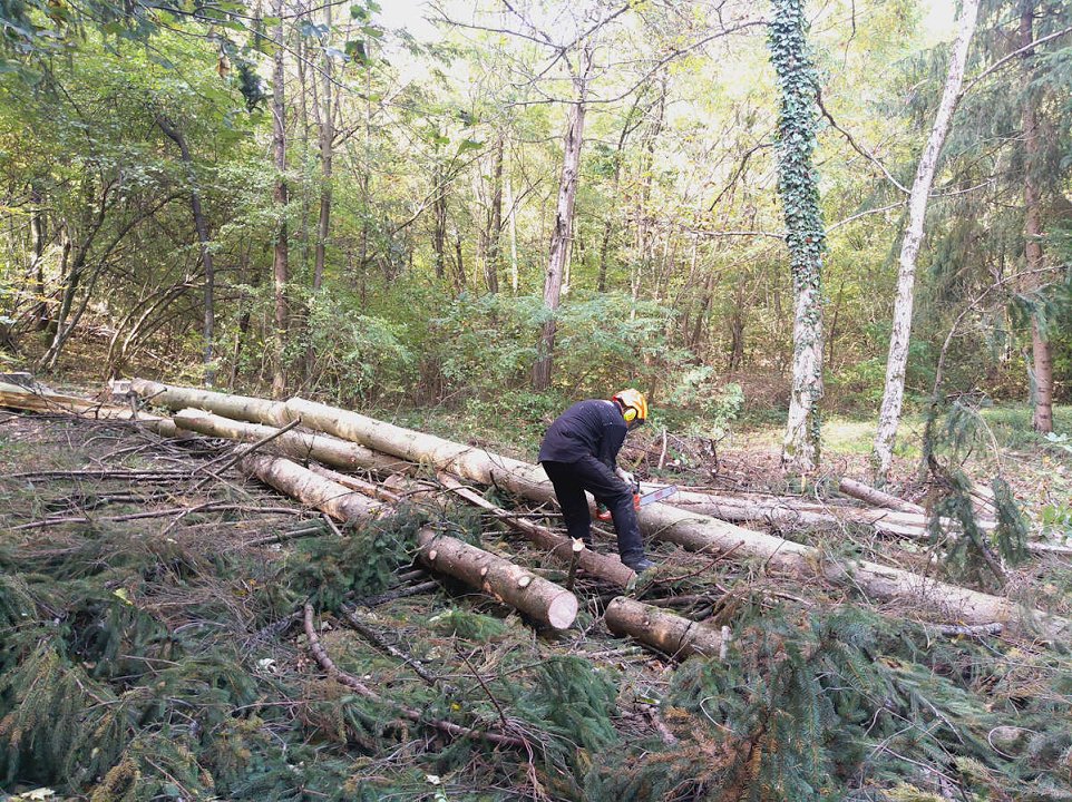 Cene gozdarskih storitev v Sloveniji - oktober 2023
