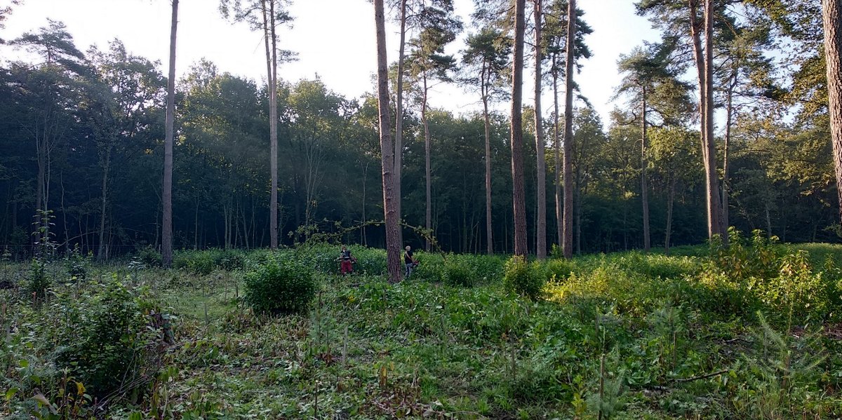 Kazalnik varnost in zdravje pri delu v gozdu