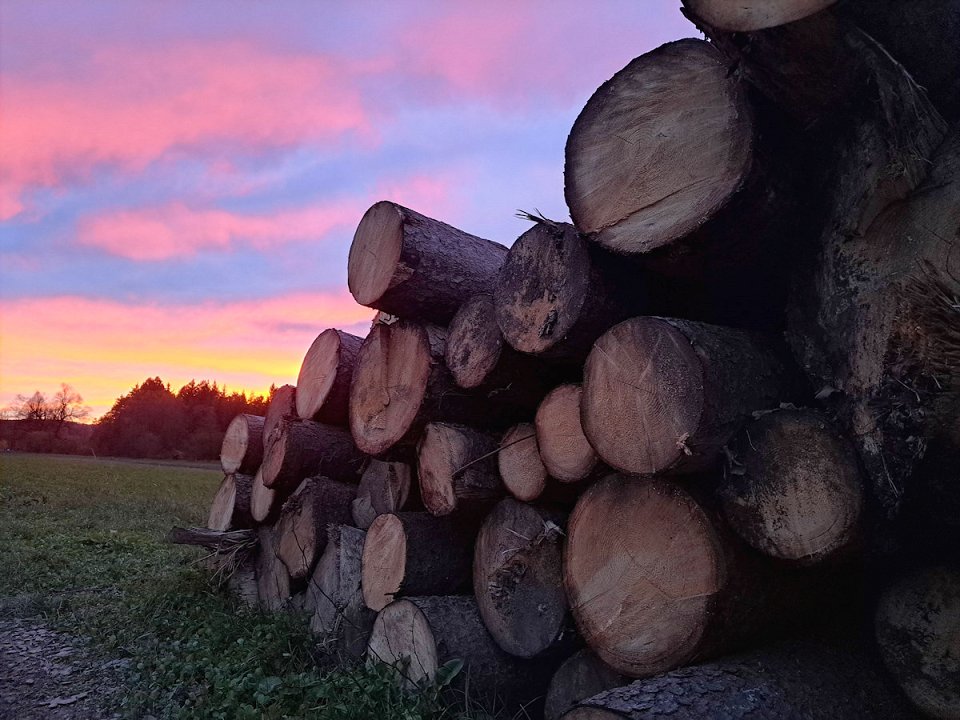 Cene gozdnih lesnih sortimentov iz zasebnih gozdov na slovenskem trgu v NOVEMBRU 2023
