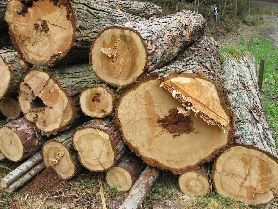 Cene gozdnih lesnih sortimentov iz zasebnih gozdov na slovenskem trgu v februarju 2024
