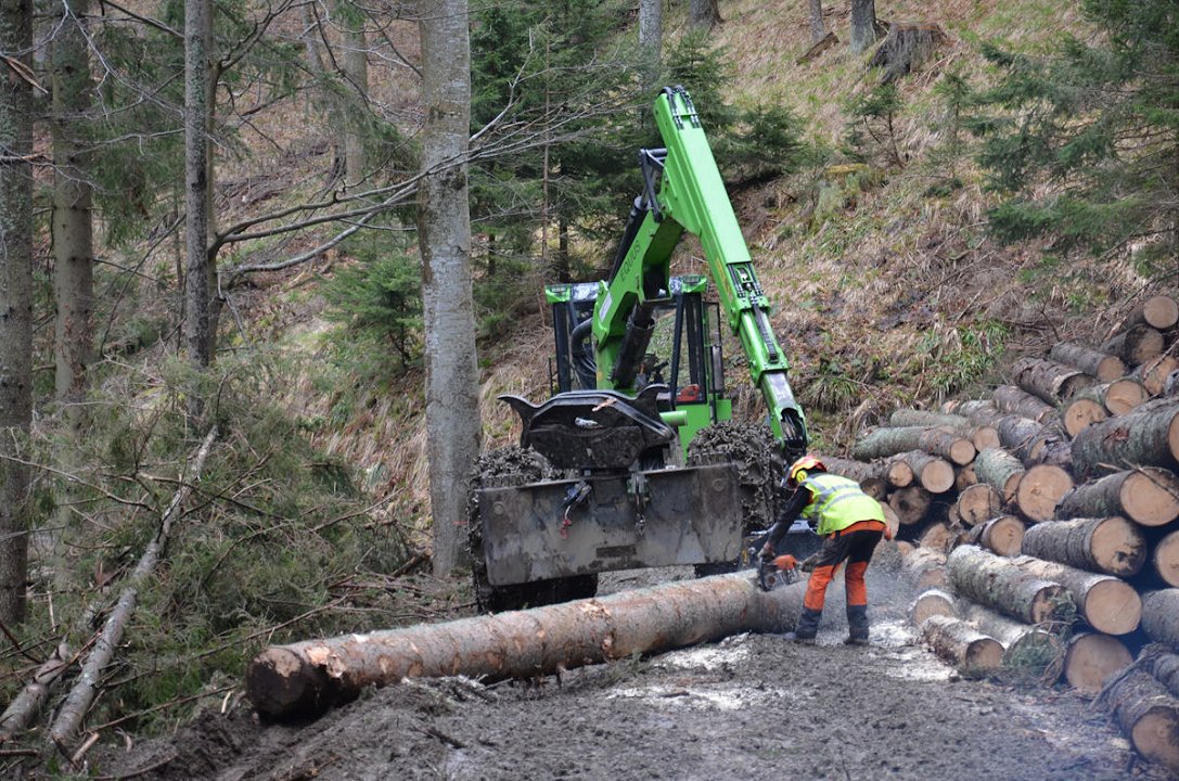 Cene gozdarskih storitev v Sloveniji – marec 2024