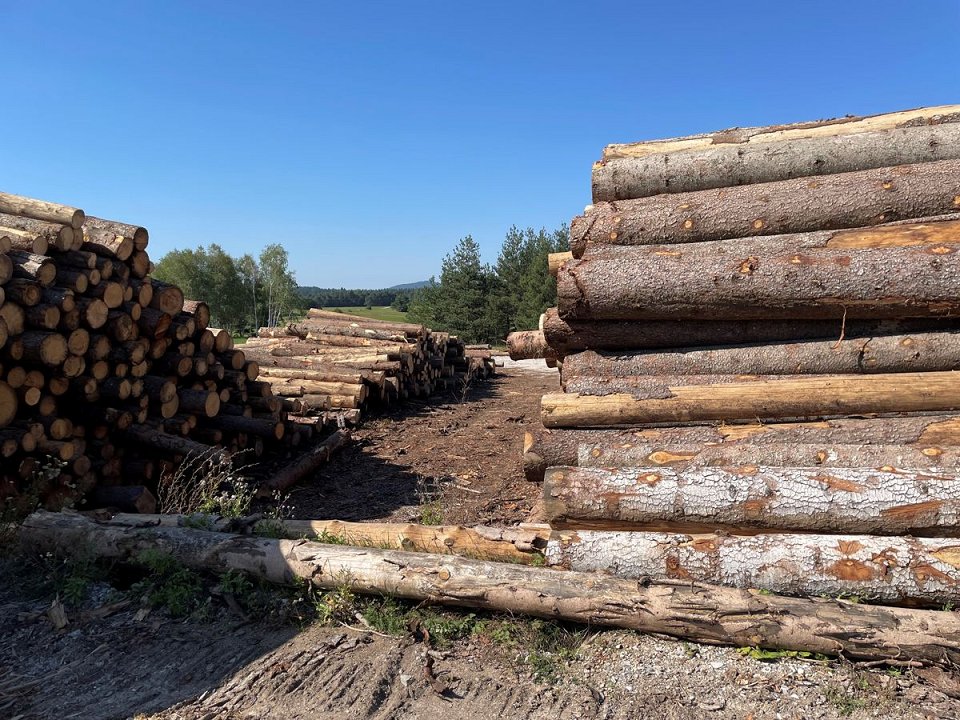 Povečana proizvodnja in zmanjšana poraba okroglega lesa za industrijsko predelavo v letu 2023