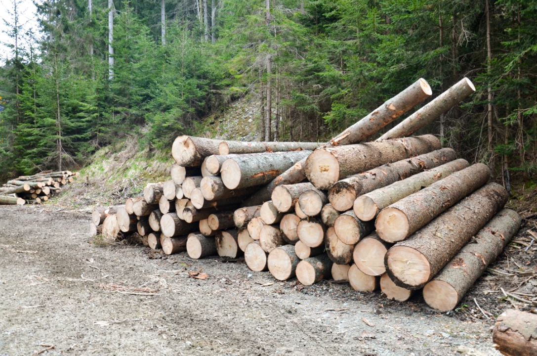 Cene gozdnih lesnih sortimentov iz zasebnih gozdov na slovenskem trgu v maju 2024