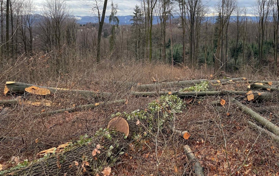 Slika Gostota in mehanske lastnosti izbranih drevesnih vrst v Sloveniji