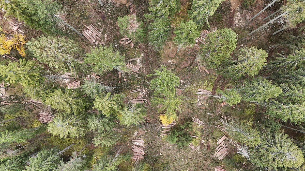 Posek v slovenskih gozdovih v letu 2024