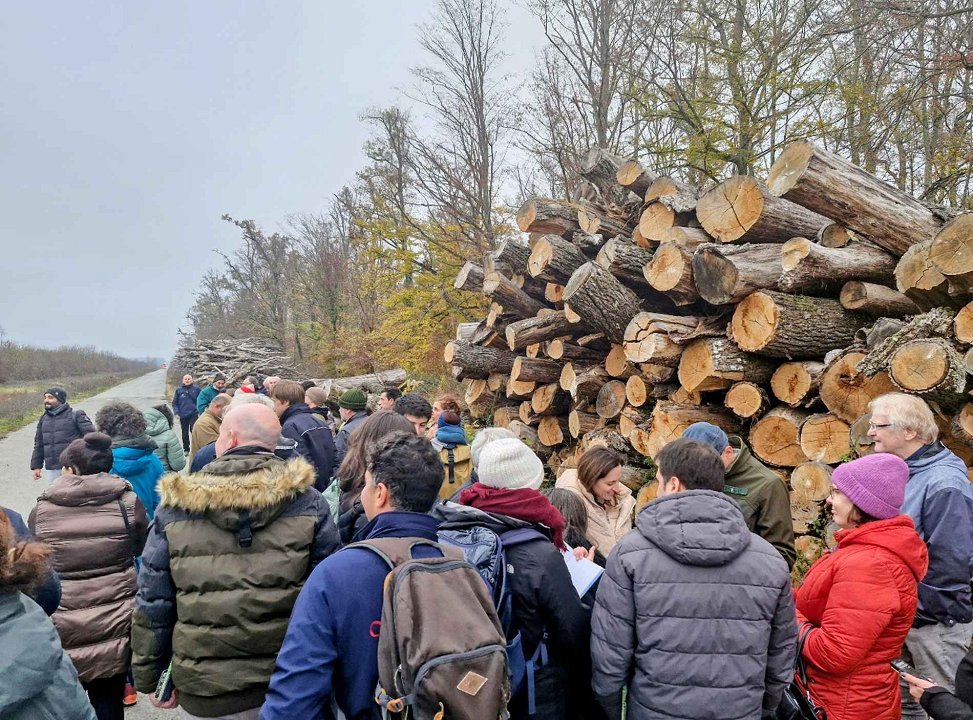 Slika 3: Pogost prizor ob gozdnih prometnicah so kupi hlodovine hrasta kot posledica sanacije po obsežnem vetrolomu v letu 2023 (fotografija: M. Dovečar, Gozdarski inštitut Slovenije) Slika 3: Pogost prizor ob gozdnih prometnicah so kupi hlodovine hrasta kot posledica sanacije po obsežnem vetrolomu v letu 2023 (fotografija: M. Dovečar, Gozdarski inštitut Slovenije)
