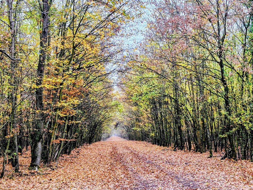 Kako ohraniti naše gozdove in pokrajine za prihodnost? Udeležili smo se zaključne konference projekta Forest4EU