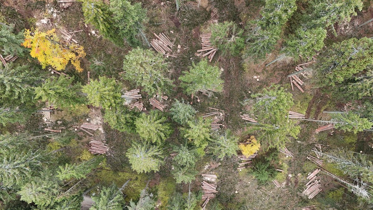 Odkup gozdnih lesnih sortimentov iz zasebnih gozdov v Sloveniji