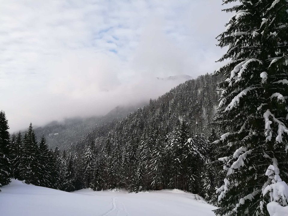 Lastništvo slovenskih gozdov: večina v zasebni lasti