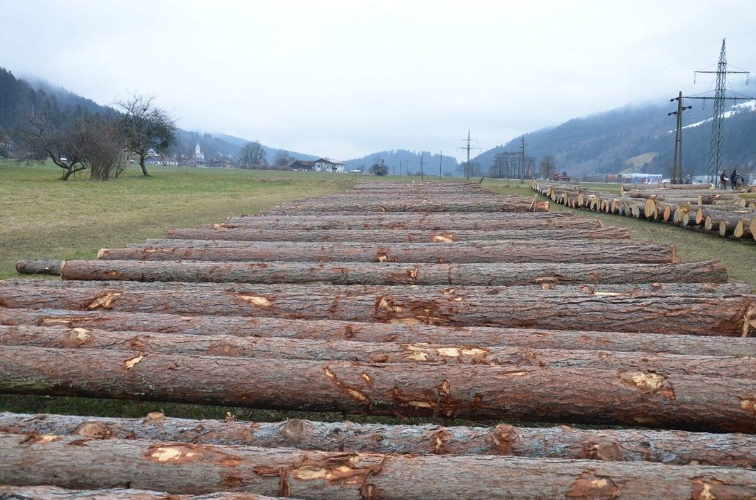 20. licitacija vrednejših sortimentov lesa v Slovenj Gradcu