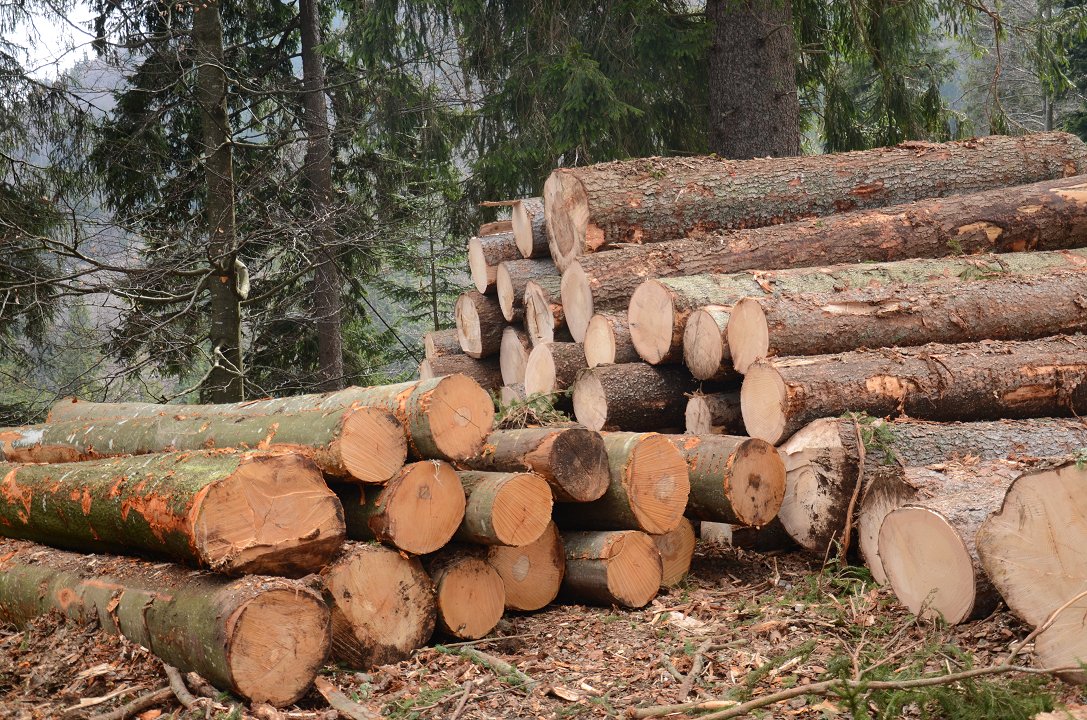 Cene gozdnih lesnih sortimentov iz zasebnih gozdov na slovenskem trgu v FEBRUARJU 2026