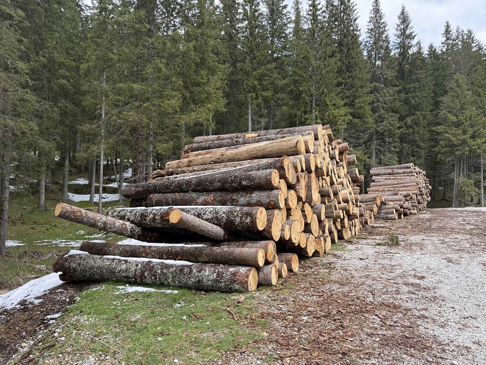 V letu 2025 za 10 % nižja proizvodnja gozdnih lesnih sortimentov kot leto prej